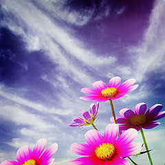 Image showing Beautiful Cosmos Flower against the sky. 3D illustration.. Vinta