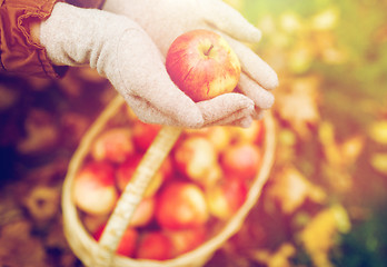 Image showing woman with basket of apples at autumn garden