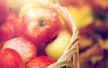 Image showing wicker basket of ripe red apples at autumn garden