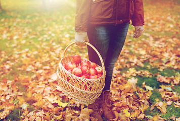 Image showing woman with basket of apples at autumn garden