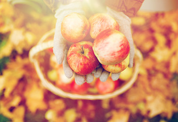 Image showing woman with basket of apples at autumn garden