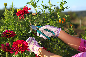 Image showing hands of gardener cutting red zinnias 