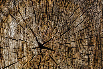 Image showing Wood texture of cut tree trunk