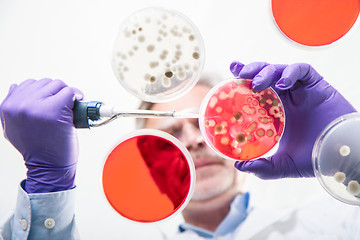 Image showing Senior life science researcher grafting bacteria.