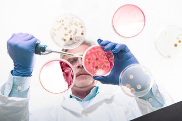 Image showing Senior life science researcher grafting bacteria.