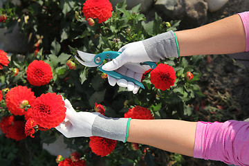 Image showing hands of gardener cutting red peonies