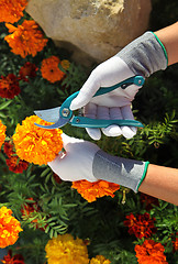 Image showing hands of gardener cutting rmarigolds