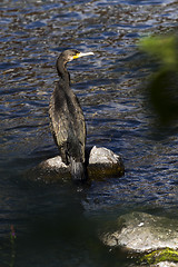 Image showing Cormorant, aquatic bird