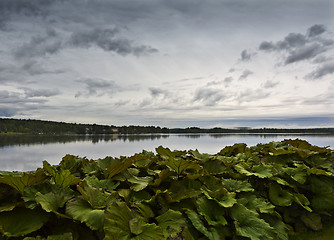 Image showing Sky, river and plants in morning