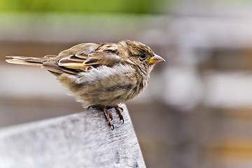 Image showing A portrait of sparrow