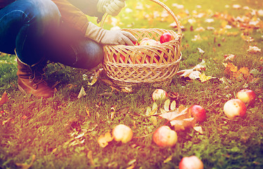 Image showing woman with basket picking apples at autumn garden