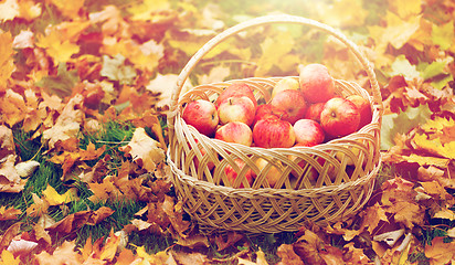 Image showing wicker basket of ripe red apples at autumn garden