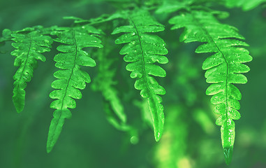 Image showing Fern Leaves With  Water Drops