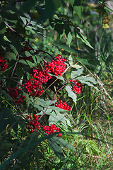 Image showing Red Elderberry In The Forest