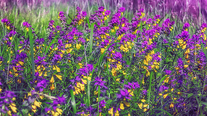 Image showing Melampyrum Nemorosum Flowers Blossom