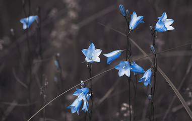 Image showing Brown Background With Blue Bell Flowers