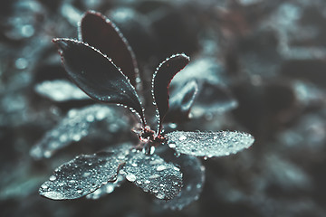 Image showing Dark Leaves With Water Drops