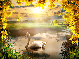 Image showing Swan in autumn