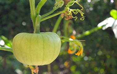 Image showing Unripe pumpkin in garden