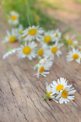 Image showing Chamomile flowers on wooden table