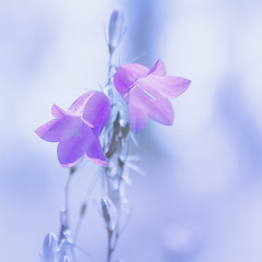 Image showing Bell Flowers Light Blurred Background