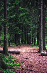 Image showing Summer Spruce Forest