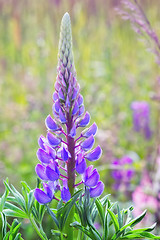 Image showing Beautiful Blooming Lupine