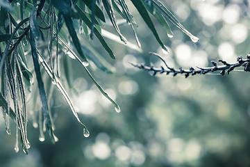 Image showing Water Drops On Leaves