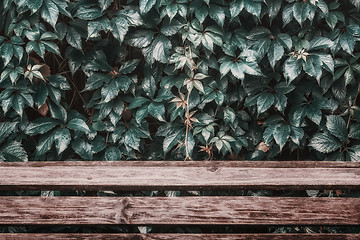 Image showing Wet Leaves Over Wooden Planks