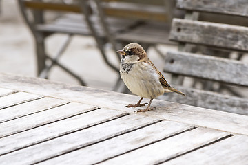 Image showing A portrait of sparrow