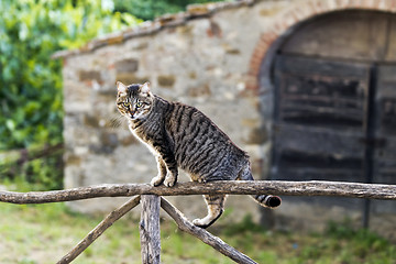 Image showing A cat on a fence