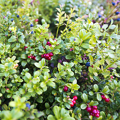 Image showing Cranberries and blueberries