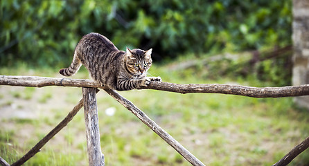 Image showing A cat on a fence