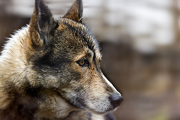 Image showing The head of dog (Husky)