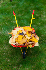 Image showing Autumn leaves in garden