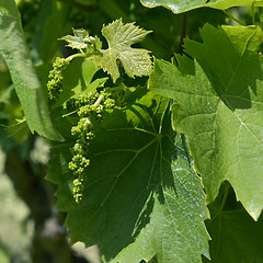 Image showing Plant of grapevine with flower buds