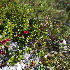 Image showing Cranberries (lingonberries) in the woods