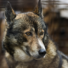 Image showing The head of a dog (Husky)