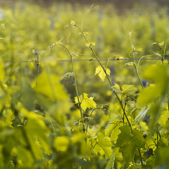 Image showing Vineyard in spring