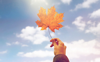 Image showing close up of woman hands with autumn maple leaves