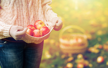 Image showing close up of woman with apples in autumn