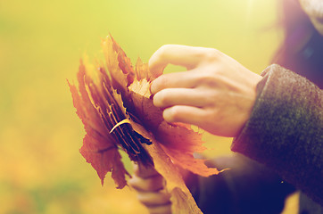 Image showing close up of woman hands with autumn maple leaves
