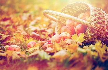 Image showing wicker basket of ripe red apples at autumn garden