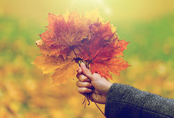 Image showing close up of woman hands with autumn maple leaves