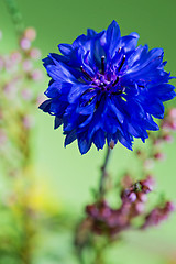 Image showing Beauty of blue cornflower