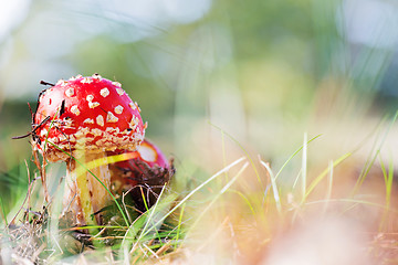 Image showing Amanita muscaria