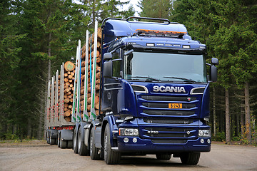 Image showing Blue Scania R730 Logging Truck and Spruce Trees