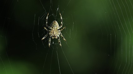 Image showing Spider in its web