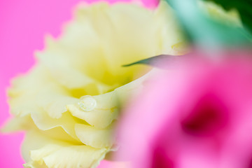 Image showing Eustoma Lisianthus flowers