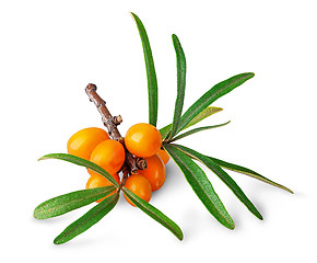 Image showing Seabuckthorn berries with leaves